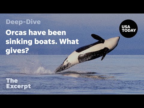 Orcas have been sinking boats. What gives? The Excerpt