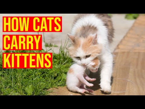 How Mother Cats Carry Kittens To A New Place/ All Cats
