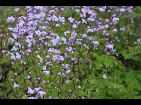 Thalictrum dalavayi 'Splendide'® - Wiesenraute