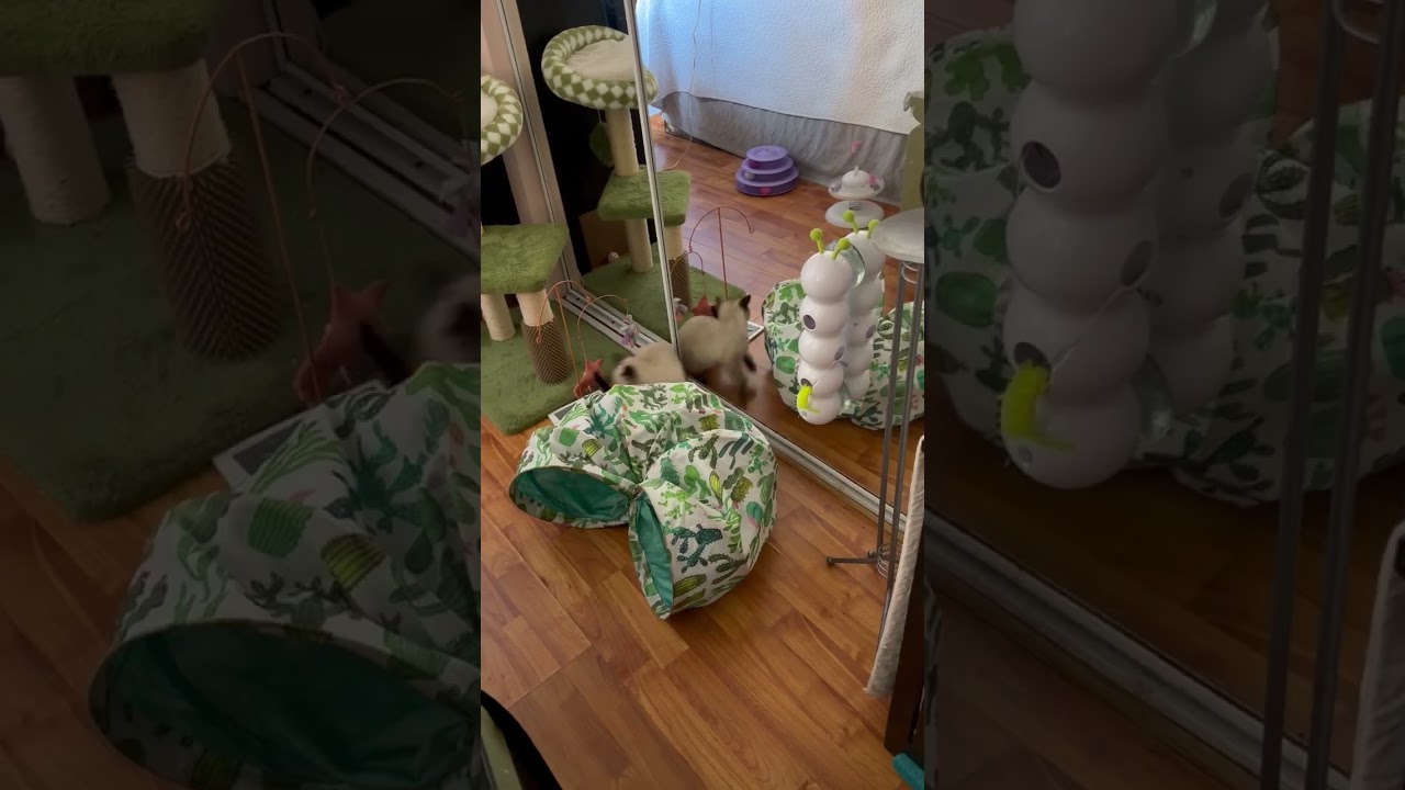 Lapis, an adopted mixed breed in New York, NY video 2/6