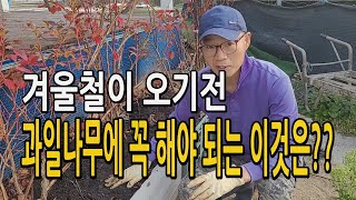 겨울이 오기전 과일나무에 꼭 해야되는 이것?? 과수나무 거름 퇴비 주는법 효과