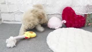 ハーフ犬の動画01