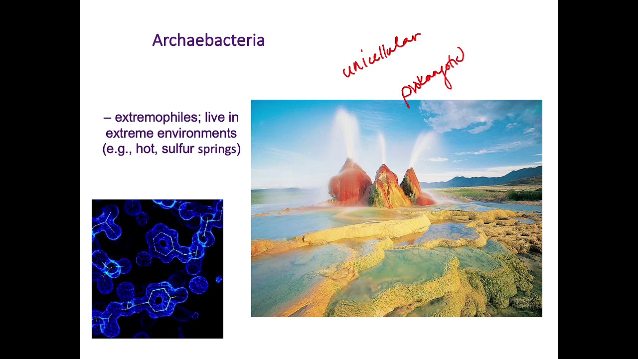 Lab 6 Cell Structure and Microscopy