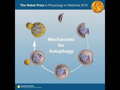 Šta je autofagija i kako pomaže u mršavljenju? Nobelova nagrada iz medicine 2016. godine