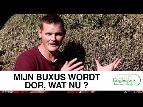 Gemeente Dronten waarschuwt: aangevreten buxus mag nìet in de gft-container Gemeente Dronten waarschuwt: aangevreten buxus mag nìet in de gft-container