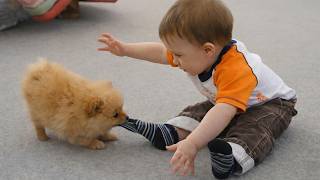 Baby And Puppy Best Friend Moments That'll Melt Your Heart 🐶