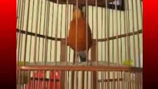 Download lagu Kicau Mania | Suara Burung Anis Cacing mp3 Download lagu Kicau Mania | Suara Burung Anis Cacing mp3