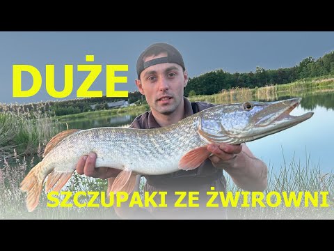 Wędkarstwo spinningowe | Łowienie szczupaków na jerki | Okonie na gumy hand made Engima