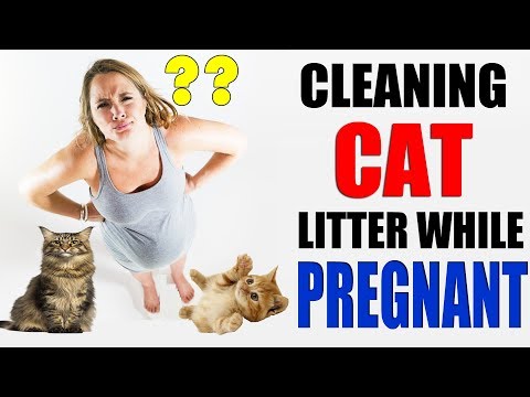 Cleaning Cat Litter While Pregnant | Can You Clean Cat Litter While Pregnant | Cat Pregnant