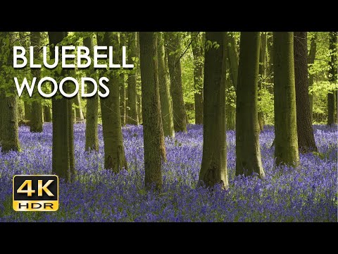 4K HDR Bluebell Woods   English Forest   Birds Singing   No Loop   Relaxing Nature Video & Sounds