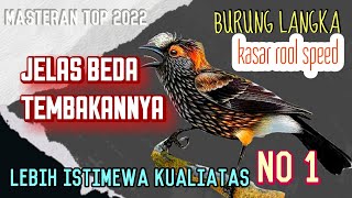 Download lagu LEBIH GANAS ISIAN TEMBUS Masteran Burung Langka Ro... mp3