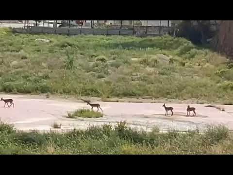 Se avistan cabras montesas en Abarán