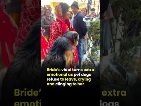 Bride’s vidai turns extra emotional as pet dogs refuse to leave, crying and clinging to her