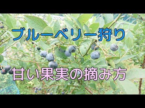 若い芽をつまむ(ここでは枝分かれを促すためにフクシアを摘みます)