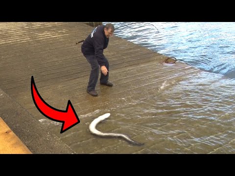 Stone Pier Fishing: Big Conger Eel | Beach Fishing | Floatfishing for Pike