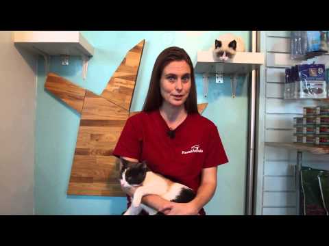 How to Adopt a Kitten & an Adult Cat Together : Pet Tips