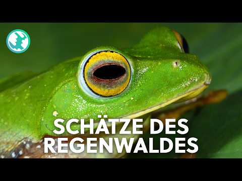 Glitschig, grün und genial: Die erstaunliche Welt der Frösche