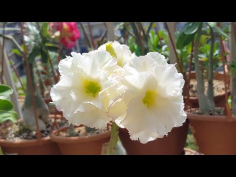 Adenium Light Chiffon