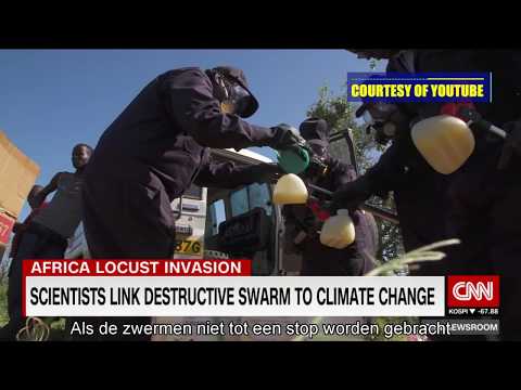 DE DODELIJKE SPRINKHANENPLAAG IN KENIA - NIEUWSTE UPDATE - 29 FEBRUARI 2020