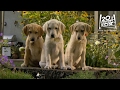 Marley And Me The Puppy Years | "The Sprinkler" Clip [HD] | 20th Century FOX