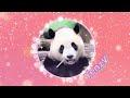 圓寶加班耍寶又搞笑,走著走著坐在木樁上,坐網格前舉高右手😆|Giant Panda Yuan Bao,圆宝,貓熊,大貓熊,大熊貓|台北動物園|Taipei Zoo