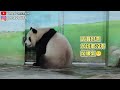 圓寶加班耍寶又搞笑,走著走著坐在木樁上,坐網格前舉高右手😆|Giant Panda Yuan Bao,圆宝,貓熊,大貓熊,大熊貓|台北動物園|Taipei Zoo