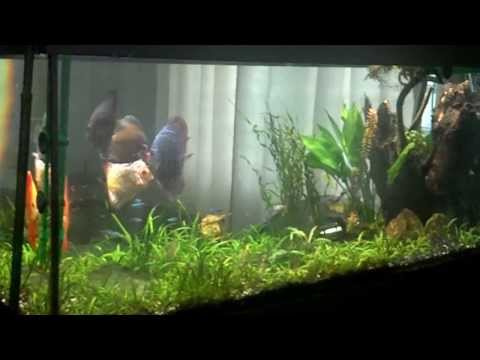 75 gallons discus fish aquarium