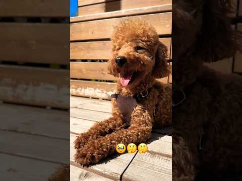 #dog #mascotas #perros #navidad #pets #argentina #puppy #poodle #buenosaires #cute