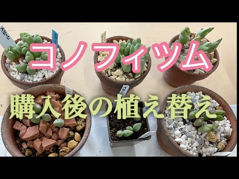 ピレア・ペペロミオイデスの吸盤を植え替えたほうがいいでしょうか？植物にはどんな土を使えばいいのでしょうか？  庭園