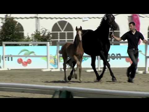 Stf v Fuerst Romancier x Sandro Hit