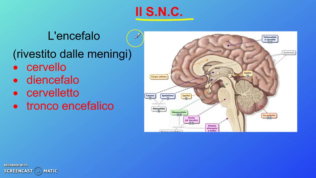 Sistema nervoso (prima parte).