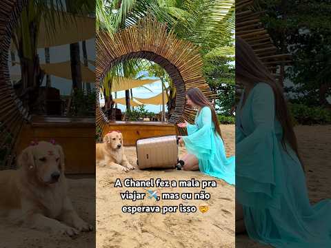 A Chanel fez a mala pra viajar ✈️ mas eu não esperava por isso 🤯#goldenretriever #meme #humor #pets