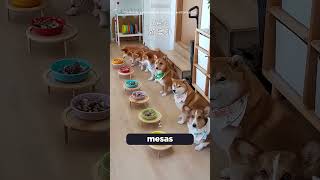 ESSA É A MANHÃ DOS SEUS CACHORROS