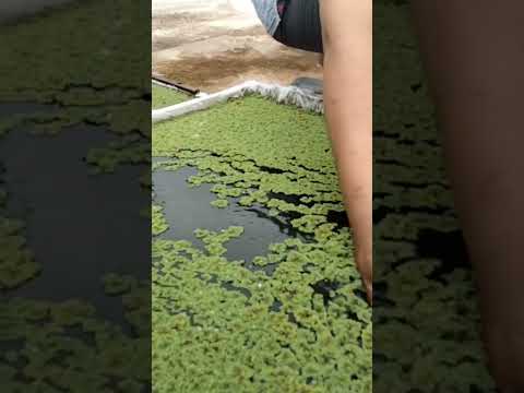 Budidaya azolla di lahan sempit
