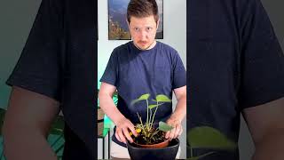 Anthurium Plant Rescue #plants #indoorplants #anthurium #anthuriumcare