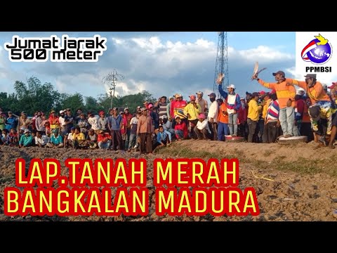 LOMBA MERPATI BALAP HARI JUMAT JARAK 500 METER LAP TANAH MERAH BANGKALAN MADURA