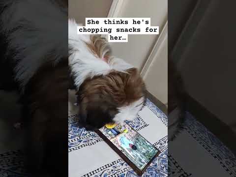 Looking for snacks 😋#food #youtubeshorts #trending #doglover #viralvideo #funny #comedy #video #pet
