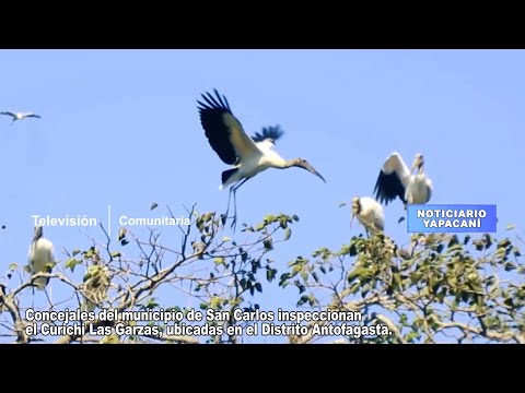 Reserva de Vida Silvestre Curichi Las Garzas. Municipio San Carlos, Bolivia.