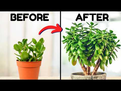 If I Only Knew These Jade Plant Tips 5 Years Ago