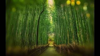 Download lagu Japanese Traditional Focus Music 🎋 1 Hour Study BGM | Koto & Shakuhachi mp3 Download lagu Japanese Traditional Focus Music 🎋 1 Hour Study BGM | Koto & Shakuhachi mp3
