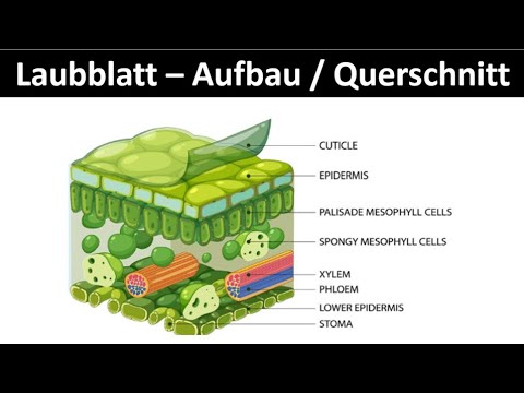 Laubblatt — Aufbau / Querschnitt und Funktion (Oberstufe)