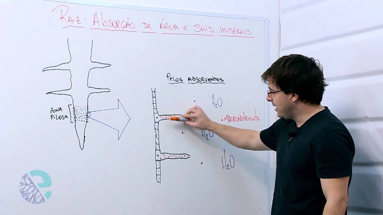 Funções da raiz: absorção de água e sais
