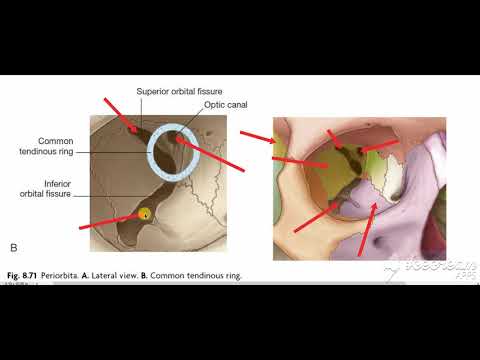 Recti muscles of eye ball 2