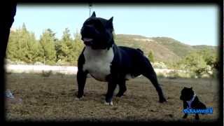 Chavez Pitz  "DIRTY"  teaser