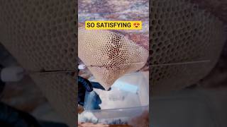 خلية عسل بوطويق من موسم السدر الحمدلله