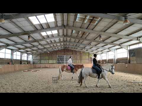 Island-Stute mit Top-Charakter und Potenzial