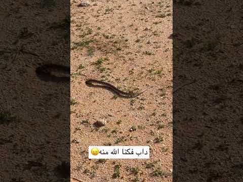 داب