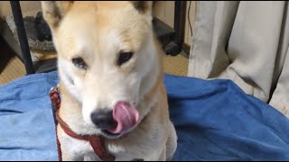 #ライブ#柴犬#縄文柴犬#犬のいる暮らし#癒し＃猫のいる暮らし
