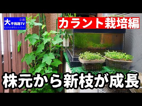 スグリ 植物