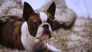 Petmeds Don't patronize me, Delores